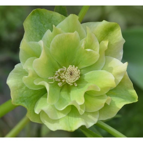 Hunyor - Helleborus Double Ellen Green
