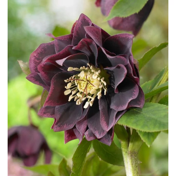 Hunyor - Helleborus Double Ellen Purple