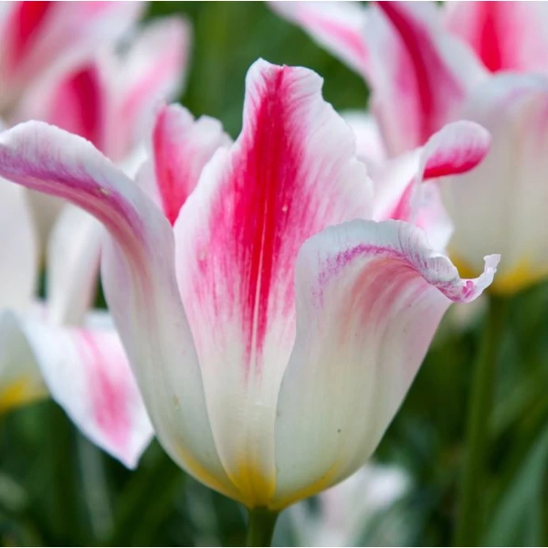 Tulipán Lily Flowering Holland Chic