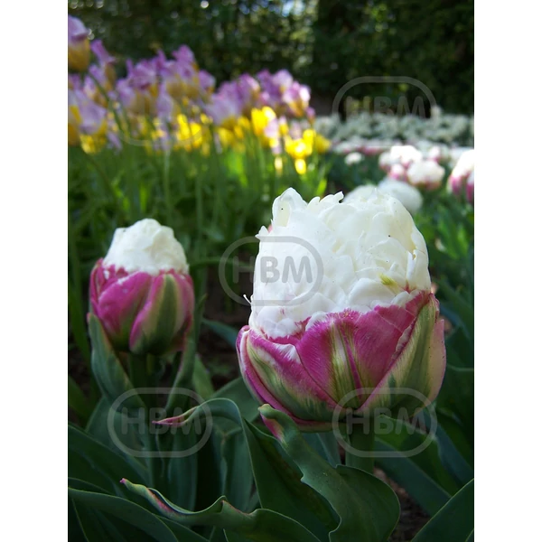 Tulipán  Double Early Double Polar