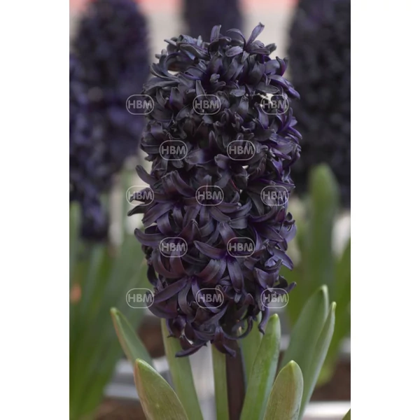 Hyacinthus Blue Saphire