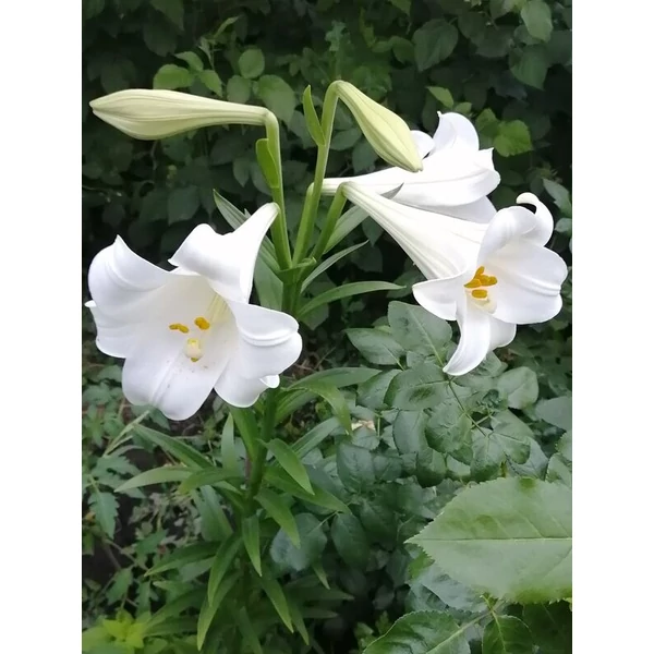 Liliom Longiflorum Jules Verne