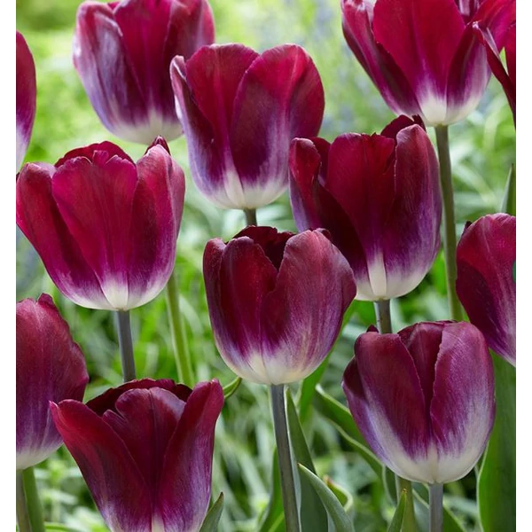 Tulipán Kansas Proud Triumph