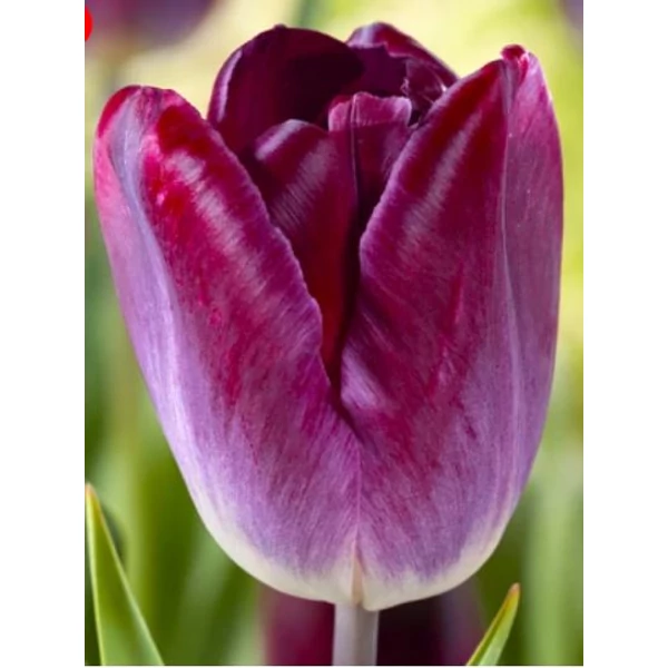 Tulipán Kansas Proud Triumph