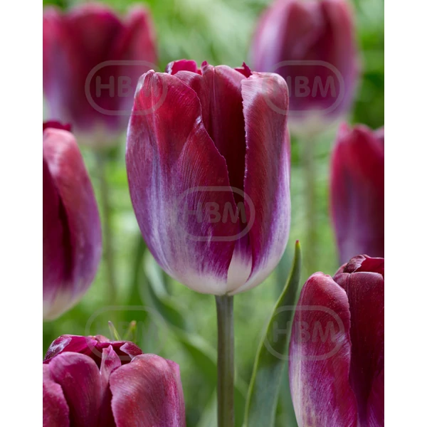 Tulipán Kansas Proud Triumph
