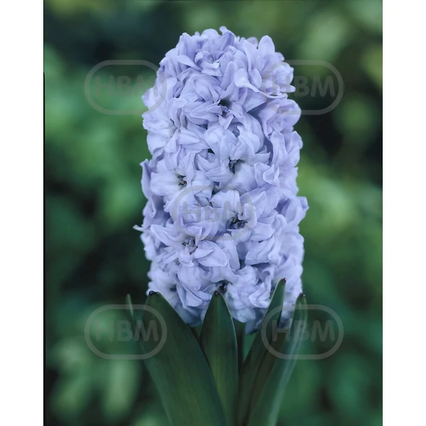 Hyacinthus Double General Koehler