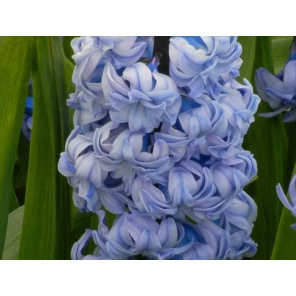 Hyacinthus Double General Koehler
