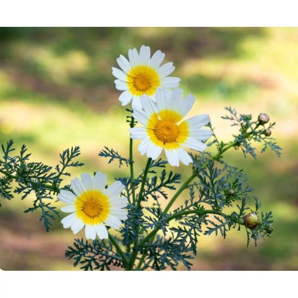 Krizantem ehető - Glebionis coronaria