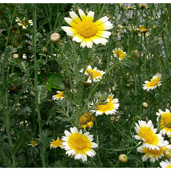 Krizantem ehető - Glebionis coronaria