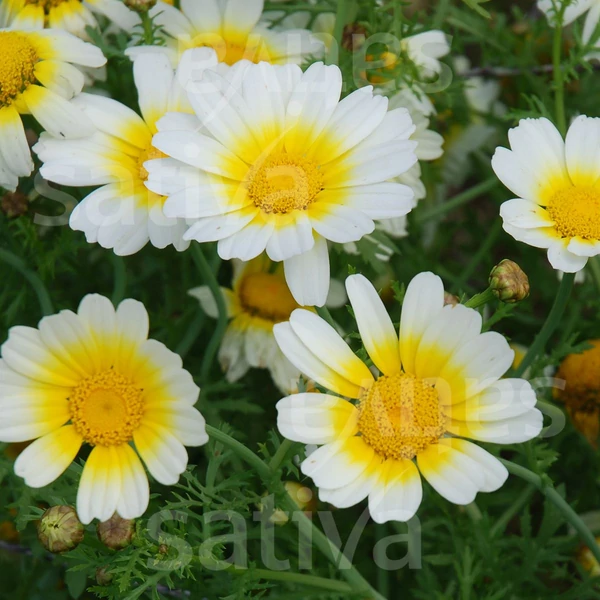 Krizantem ehető - Glebionis coronaria