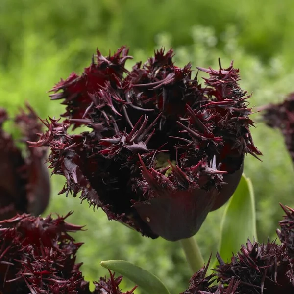 Tulipán Labrador Fringed
