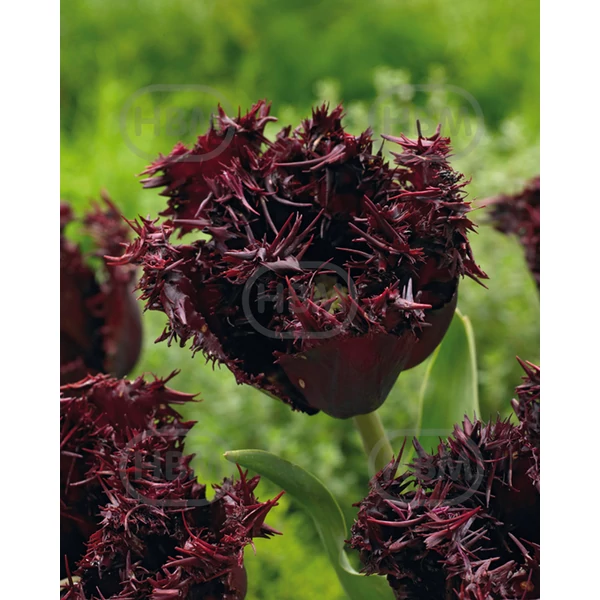 Tulipán Labrador Fringed