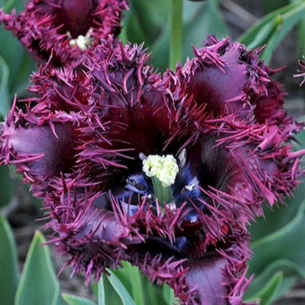 Tulipán Labrador Fringed