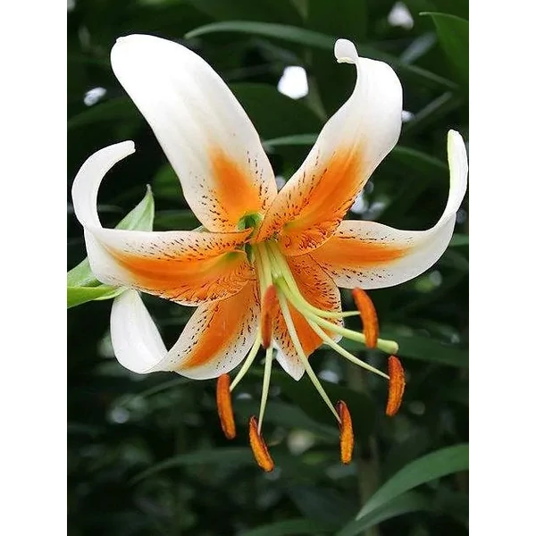 Liliom Lady Alice