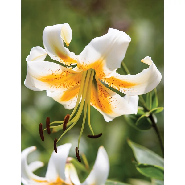 Liliom Lady Alice
