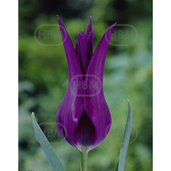 Tulipán Purple Dream Lily flowering