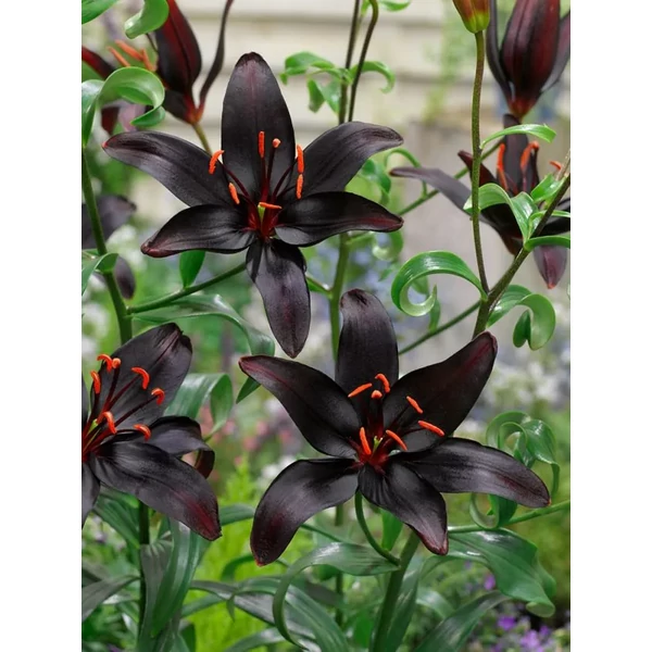 Liliom Blacklist