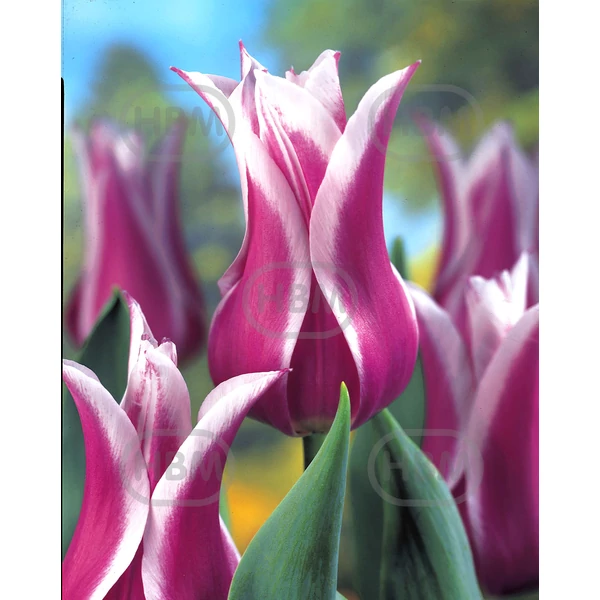 Tulipán Ballade Lily Flowering