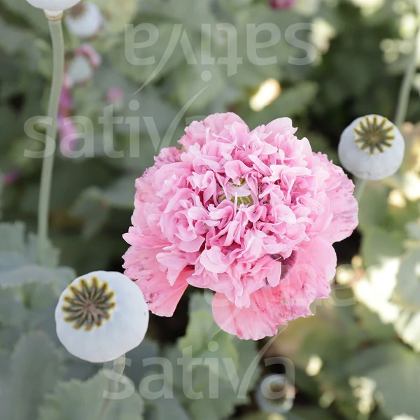 Pipacs Dupla virágú Rózsaszín - Papaver somniferum var. Paeoniflorum