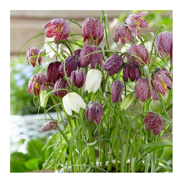 Fritillaria Specis Meleagris Mixed
