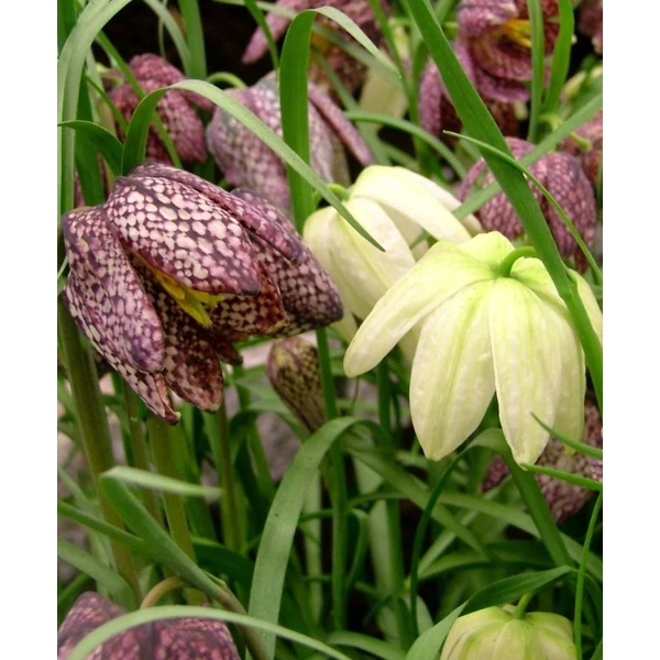 Fritillaria Specis Meleagris Mixed