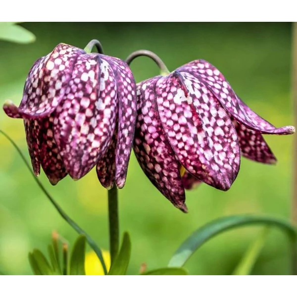 Fritillaria Specis Meleagris Mixed