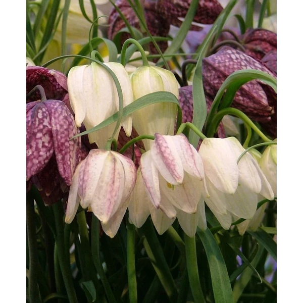 Fritillaria Specis Meleagris Mixed