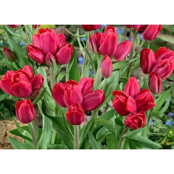 Tulipa Triumph Merry Go Round