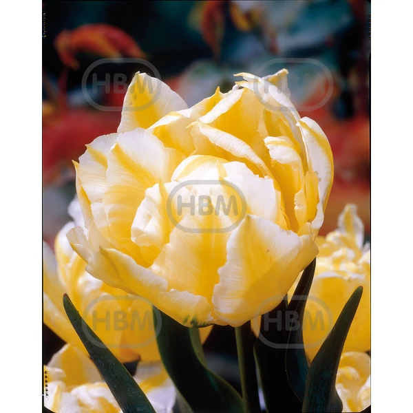 Tulipán Monte Sweet Double Late