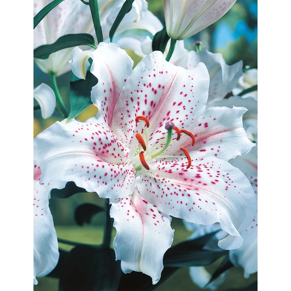 Liliom Oriental Muscadet