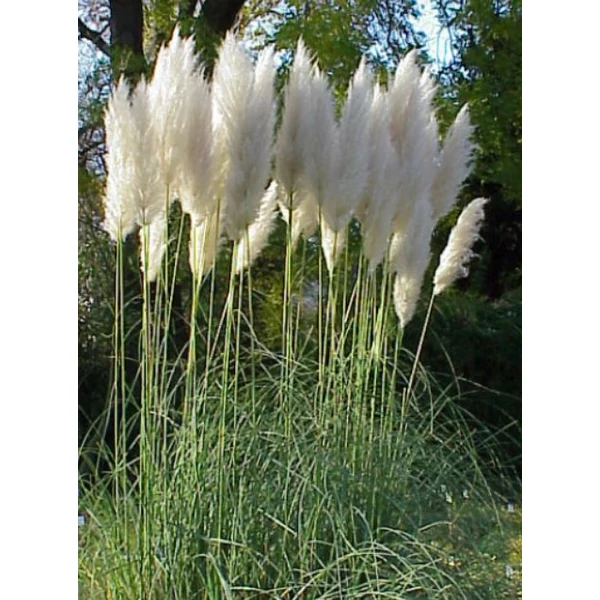 Fehér pampafű - Cortaderia Selloana White