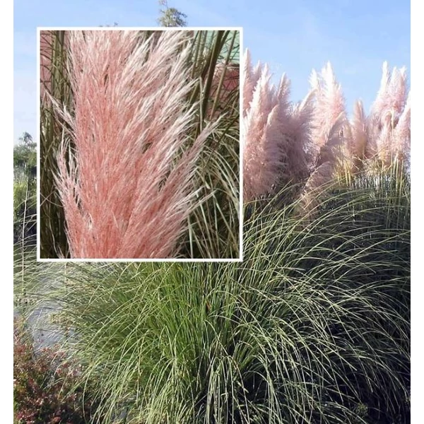 Rózsaszín pampafű - Cortaderia Selloana Pink