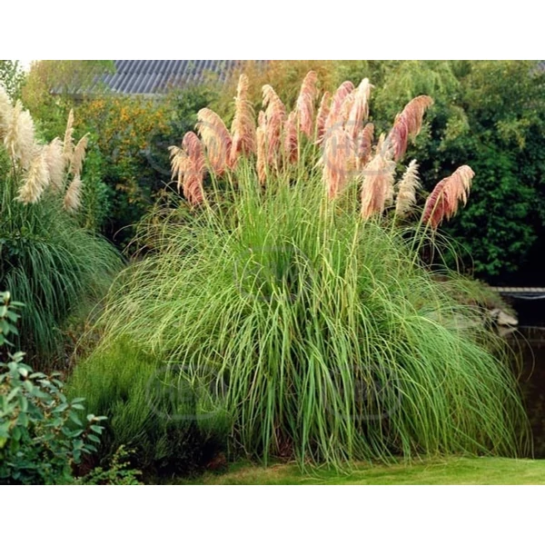 Rózsaszín pampafű - Cortaderia Selloana Pink