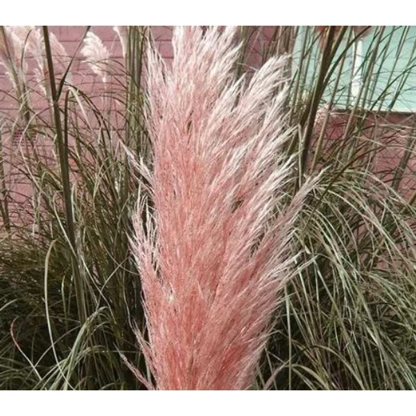 Rózsaszín pampafű - Cortaderia Selloana Pink
