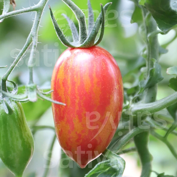 Rózsaszín Tigris paradicsom - Solanum lycopersicum Pink Tiger