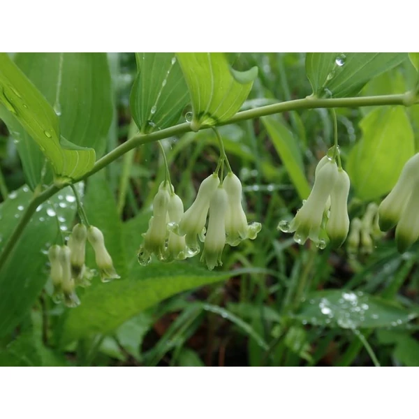 Salamon pecsét -- Polygonatum multiflorum
