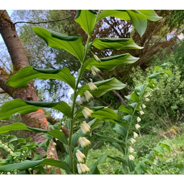 Salamon pecsét -- Polygonatum multiflorum
