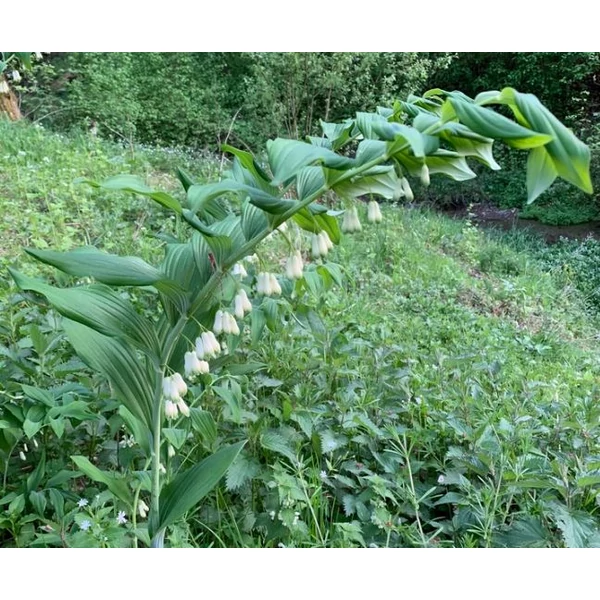 Salamon pecsét -- Polygonatum multiflorum