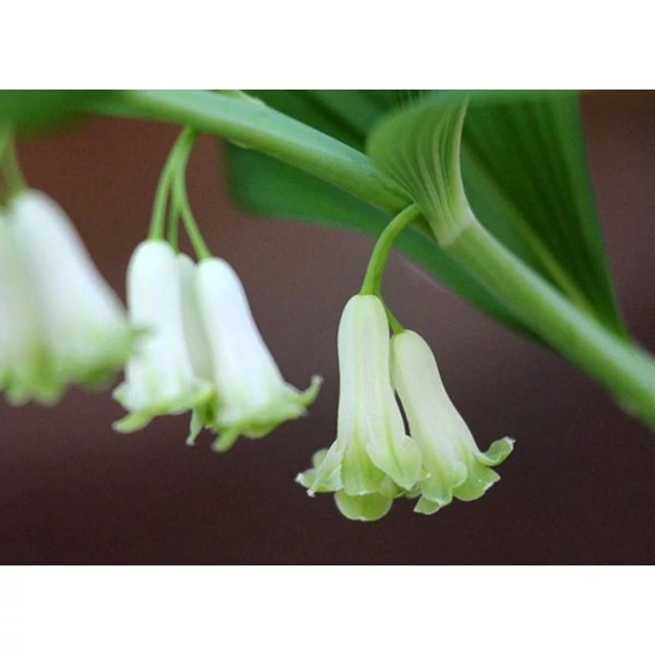 Salamon pecsét -- Polygonatum multiflorum