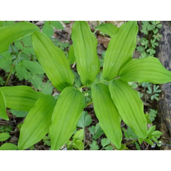 Salamon pecsét -- Polygonatum multiflorum
