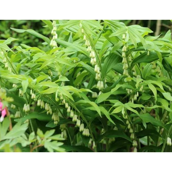 Salamon pecsét -- Polygonatum multiflorum