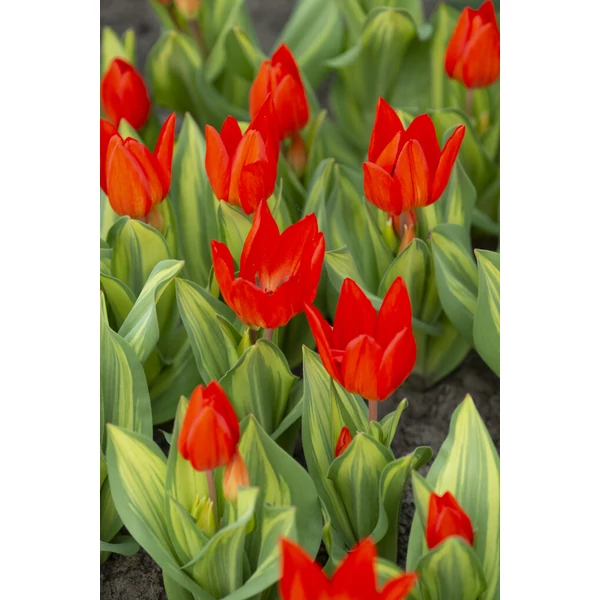 Tulipán Praestans Paradox