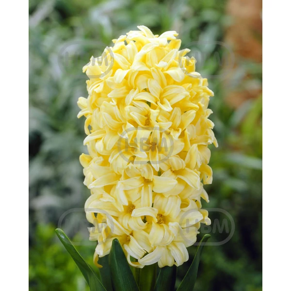 Hyacinthus Orientalis Gipsy Princess