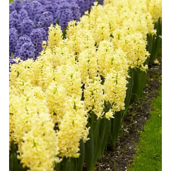 Hyacinthus Orientalis Gipsy Princess