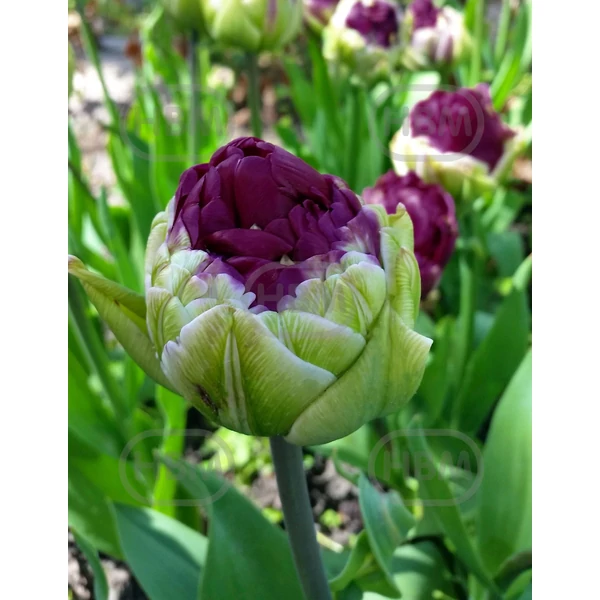 Tulipán Purple Paeony Double Late Exclusív