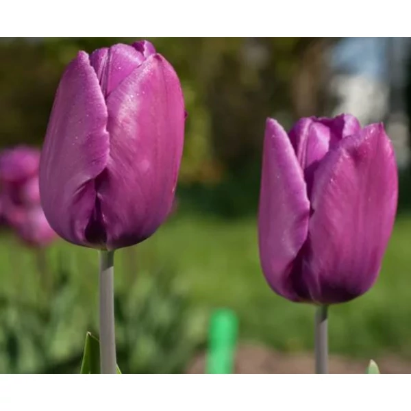 Tulipán Single Early Purple Prince