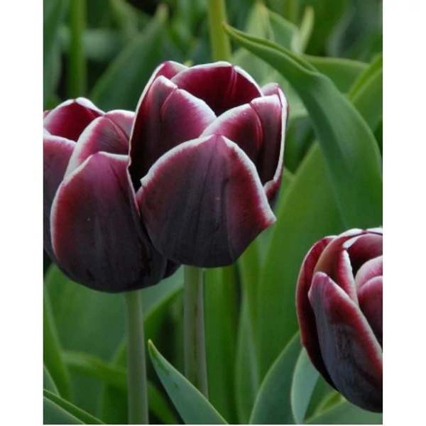 Tulipán Alexander Pushkin Triumph