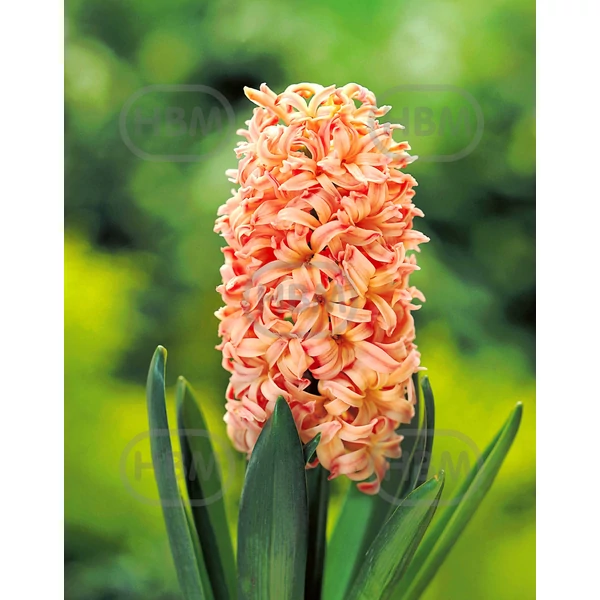 Hyacinthus Orientalis Gipsy Queen