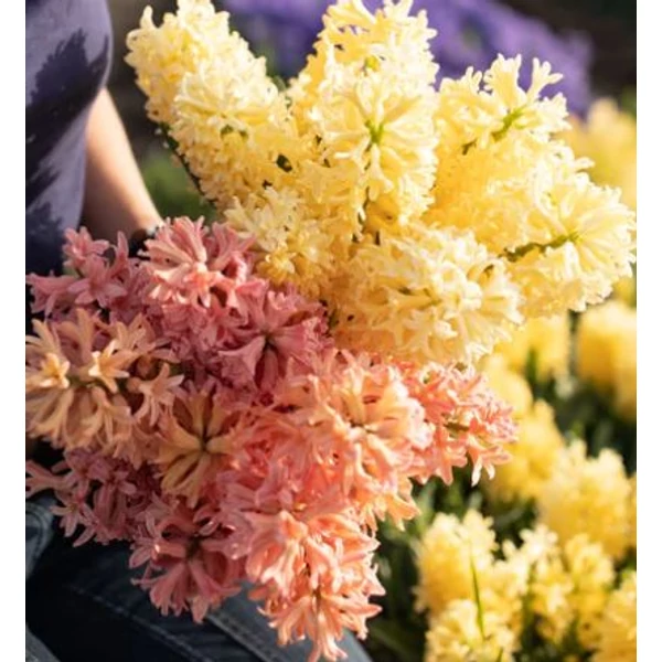 Hyacinthus Orientalis Gipsy Queen