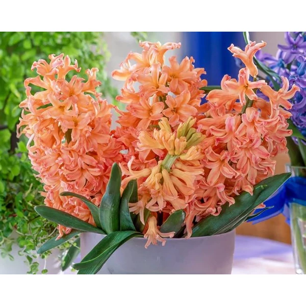 Hyacinthus Orientalis Gipsy Queen